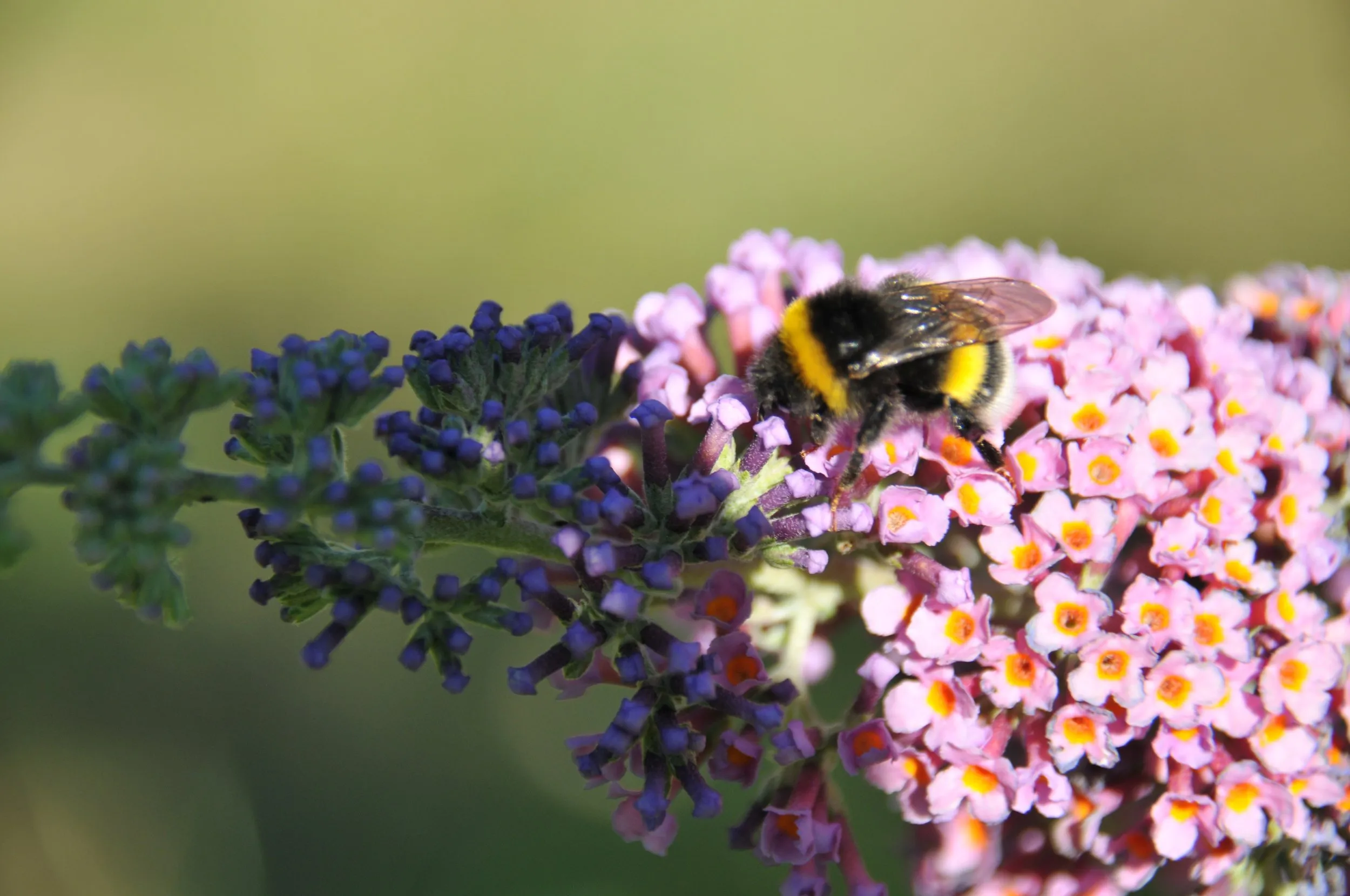 Biene sitzt auf einer Blüte