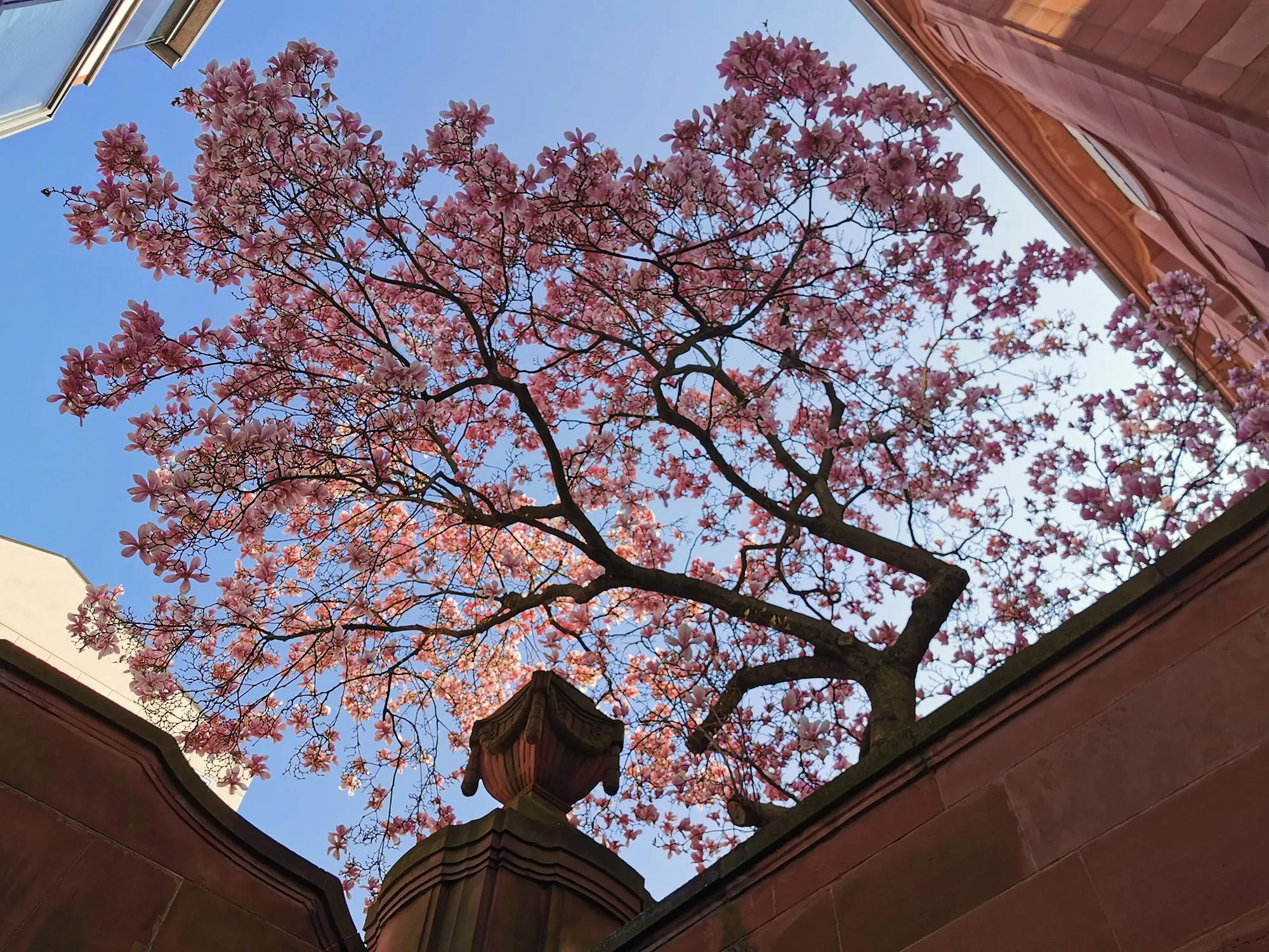 Quelle: Ulli Naefken / ZfK Magnolienbaum vor dem Oberkirchenrat in Karlsruhe
