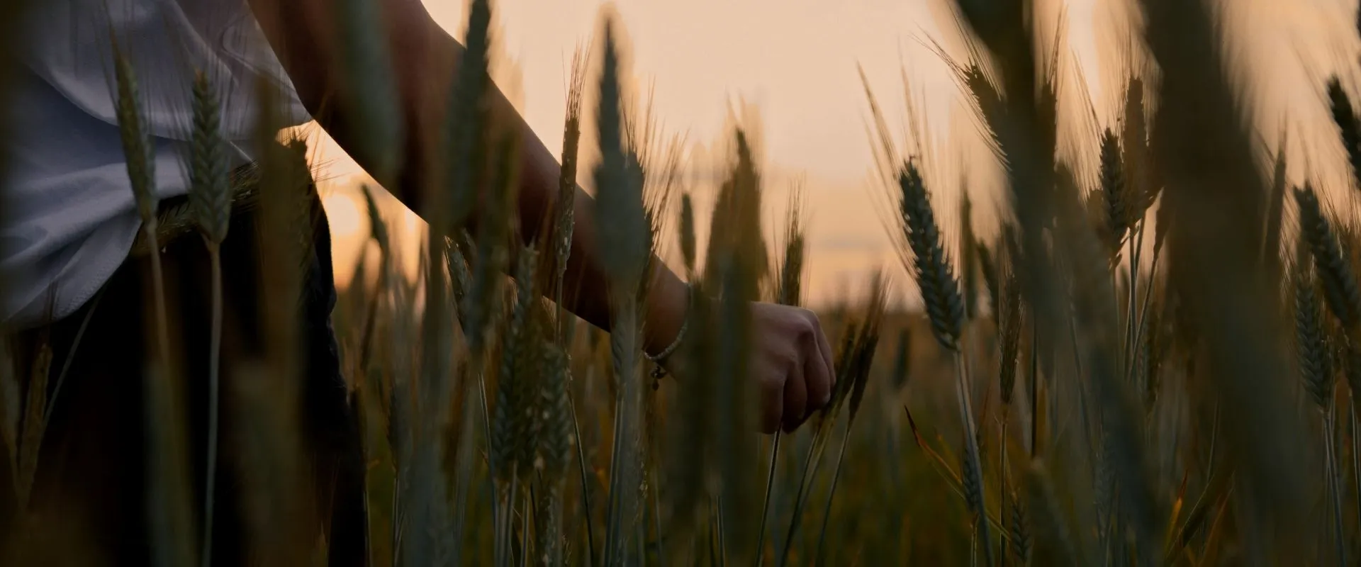 Quelle: Josep Ortiz/Unsplash Person streift mit ihrer Hand durch ein Weizenfeld