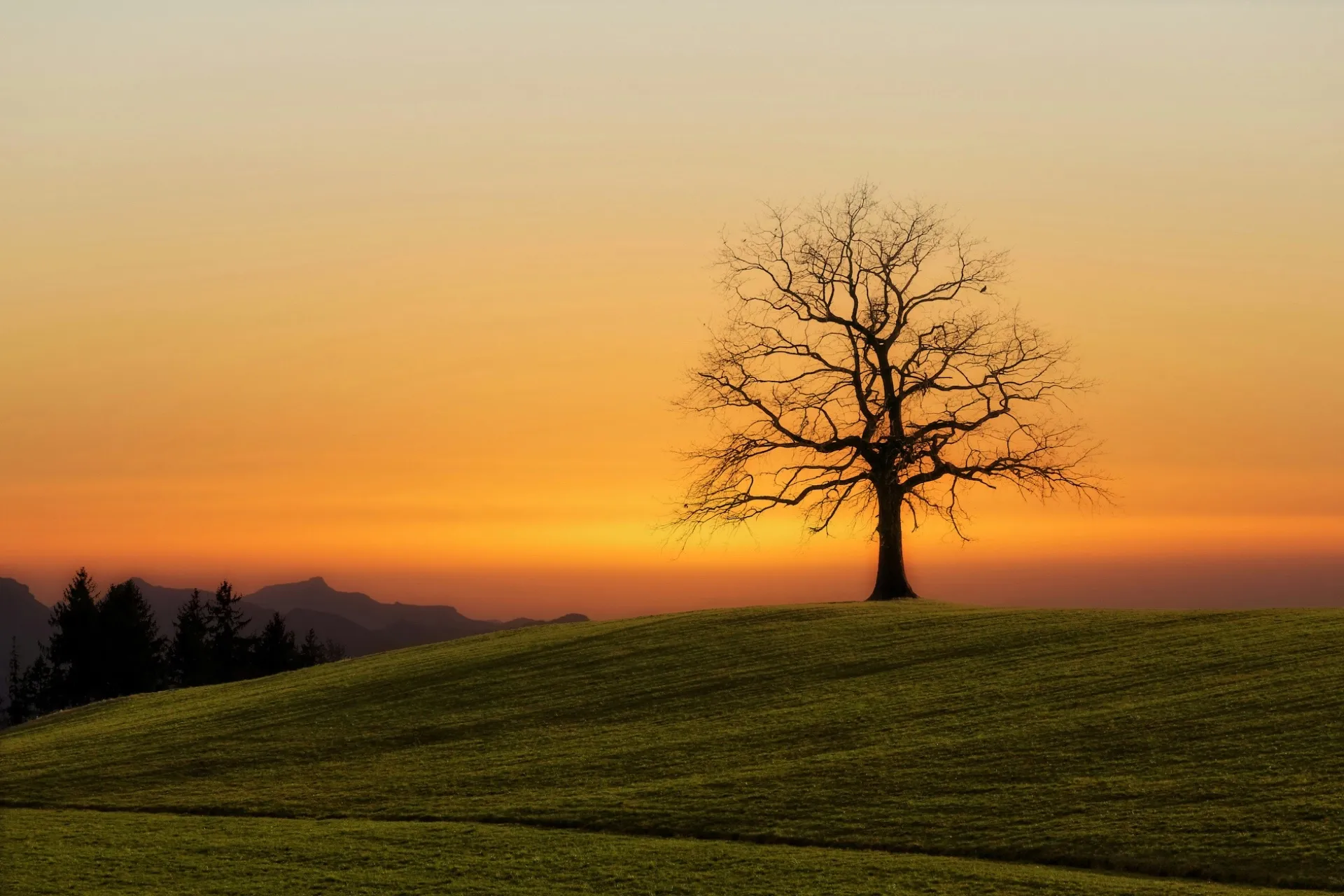 Auf einem Hügel steht ein kahler Baum im Sonnenuntergang.