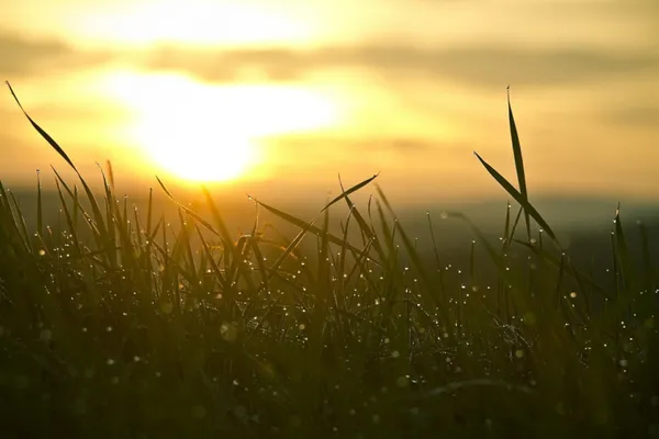 Gras bei Sonnenaufgang