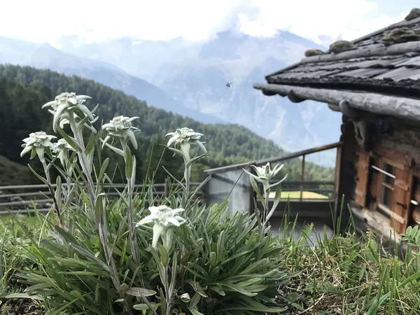 Edelweiß vor Berghütte