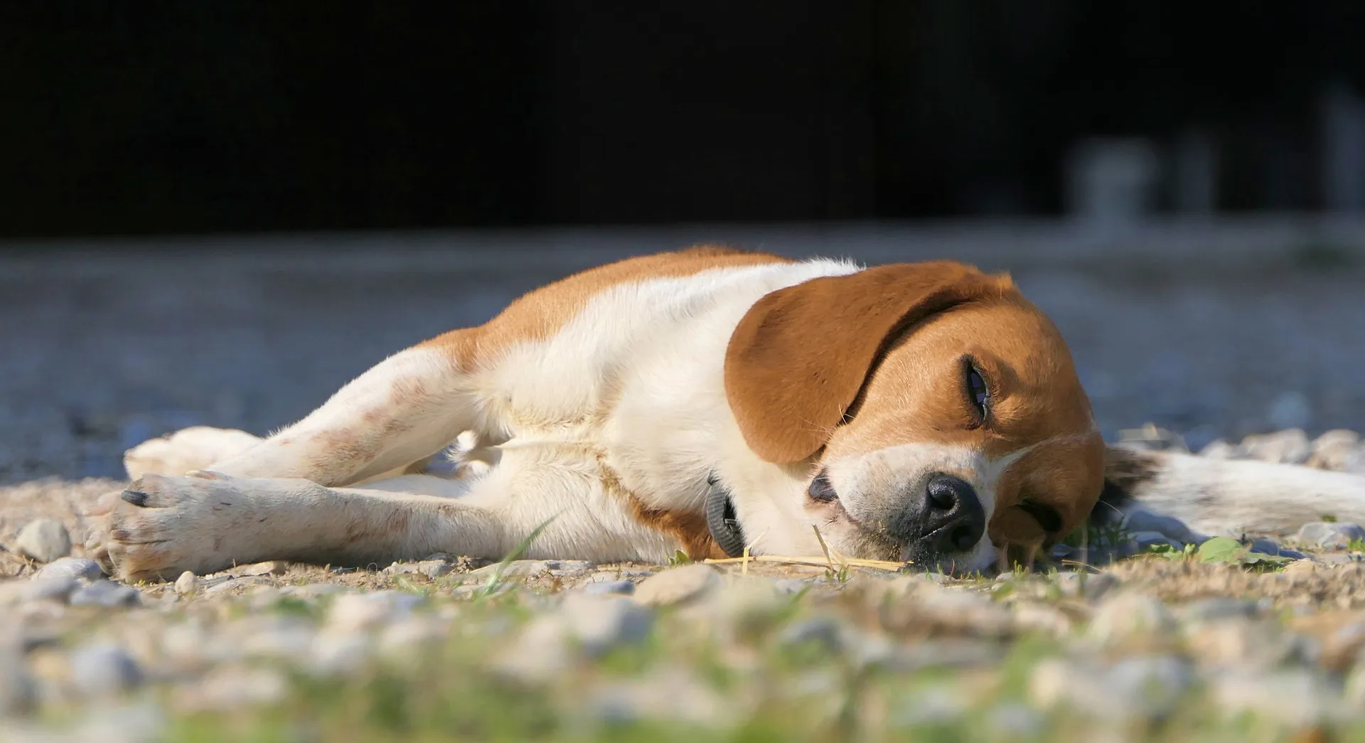 Hund liegt auf dem Boden und schläft