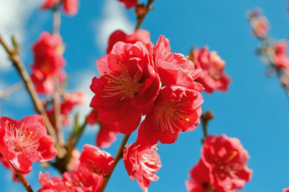 Pfirsichblüten