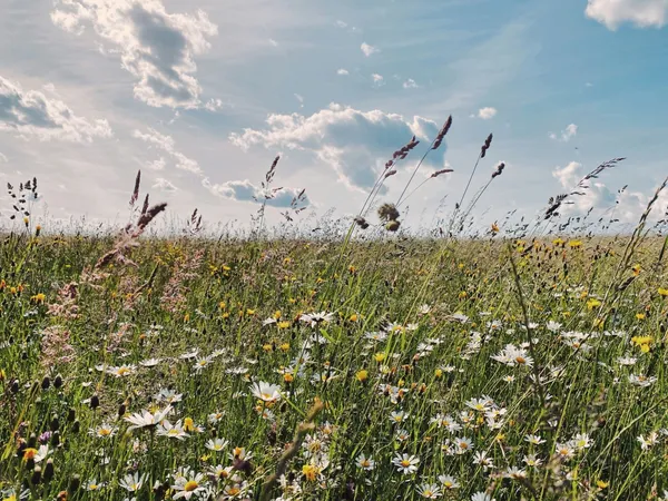 Bunte Blumenwiese unter blauem Himmel