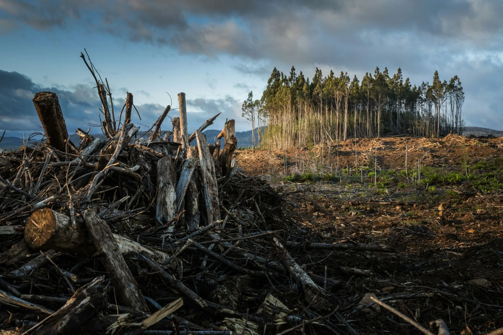 Waldfläche mit zerstörten Bäumen