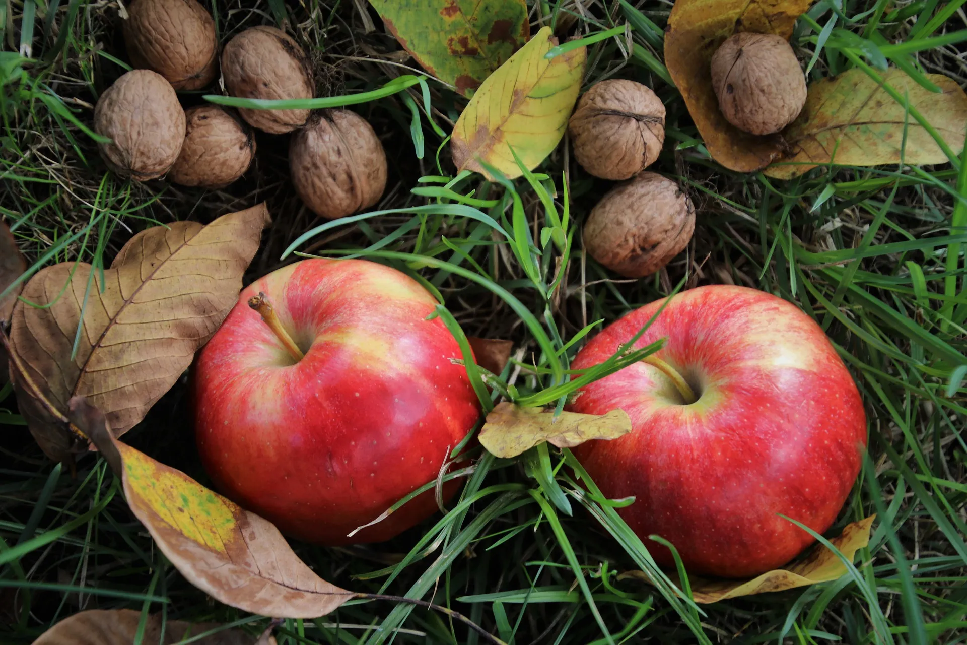 Quelle: Julita/Pixabay reife Äpfel und Nüsse auf Boden im Garten
