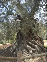Ölbaum