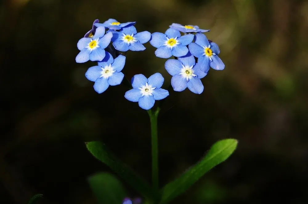 Quelle: PublicDomainPictures/pixabay Blaue Blüten in Herzform