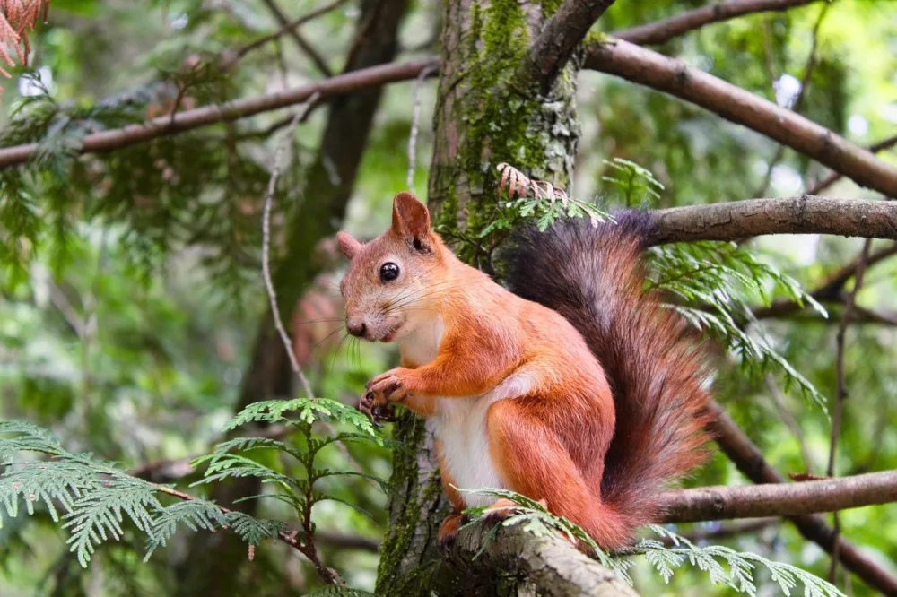 Quelle: Pexels/Pixabay Eichhörnchen