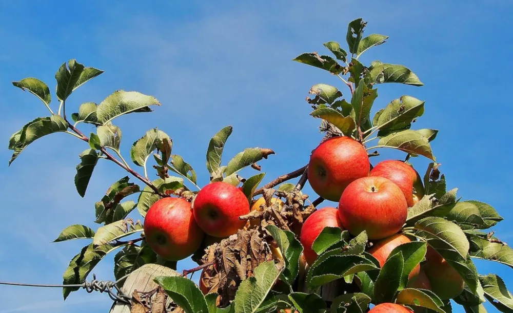 Quelle: s-ms 1989/Pixabay rote Äpfel am Baum